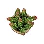 Monarch Specialties Inc. 7" Artificial Succulent Plants, 2/Set (I 9367)~#|#~B02CE617-8BC9-4AED-8B5000208679858D_sc7