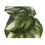 Monarch Specialties Inc. 13" Artificial Monstera and Calthea in Pot, 2/Set (I 9584)~#|#~B089F850-BAA2-4268-BBDEB3390419C13E_sc7