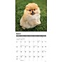 2026 Willow Creek Pomeranian Puppies 12" x 12" Monthly Wall Calendar (52419)~#|#~B0EA7DDC-5777-48CB-98E072FA7A7315C6_sc7