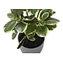 Monarch Specialties Inc. 14" Artificial Ficus Elastica Plant in Pot, 2/Set (I 9558)~#|#~B0FA5DB7-A96C-4B7F-94AD2CAE70721B6D_sc7