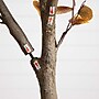 Nearly Natural 8' Artificial Autumn Fall Eucalyptus Tree (T4813)~#|#~B10AC0B4-C78E-4B10-B9252D3E93745EE5_sc7