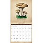 2026 Willow Creek Art of the Mushroom 12" x 12" Monthly Wall Calendar (49914)~#|#~B1899153-1470-4CAD-82FF16EE02C9C384_sc7