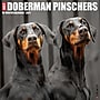 2027 Willow Creek Doberman Pinschers  12" x 12" Monthly Wall Calendar (60025)~#|#~B19B57DB-BD42-461B-8F69972B7670A259_sc7