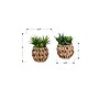 Monarch Specialties Inc. 9" Artificial Succulent Plant in Basket, 2/Set (I 9369)~#|#~B1DB39E9-C9EB-45B1-B8C9FBDCDDE11DA3_sc7
