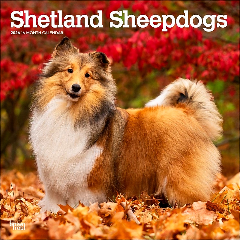 2026 BrownTrout Shetland Sheepdogs 12" x 12" Monthly Wall Calendar (9798330705511) image 1