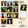2026 BrownTrout Labrador Retrievers 7" x 7" Monthly Wall Calendar (9798330704217)~#|#~B20F1435-C493-4FBA-B805751713B96218_sc7