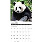 2026 Willow Creek Pandas 12" x 12" Monthly Wall Calendar (56042)~#|#~B2BBADBC-5362-49DA-B8F6BB87D11882E2_sc7