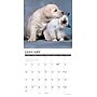 2027 Willow Creek Kittens & Puppies 12" x 12" Monthly Wall Calendar, Assorted Colors (60940)~#|#~B2CC2B0A-1E51-4F09-BFB51AB4EFE3A7B2_sc7
