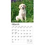 2026 BrownTrout Golden Retriever Puppies 7" x 7" Monthly Wall Calendar (9798330703456)~#|#~B2DE4C16-8DF3-46A0-9FCDAAF613449DD5_sc7