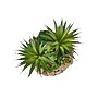 Monarch Specialties Inc. 9" Artificial Succulent Plant in Basket, 2/Set (I 9369)~#|#~B36EACAA-1D9F-458C-BCB02E1548BACED4_sc7