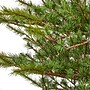 Nearly Natural 7' Vancouver Mountain Pine Artificial Christmas Tree with 374 Bendable Branches (T2012)~#|#~B3B2F759-B88D-4E5D-9D50E1E5F9CD95F6_sc7