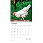 2026 BrownTrout Chickens 12" x 12" Monthly Wall Calendar (9798330702909)~#|#~B3B31734-44D4-4813-8D174C4064E7086C_sc7