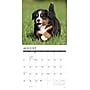 2027 Willow Creek Bernese Mountain Puppies 12" x 12" Monthly Wall Calendar, Assorted Colors (59142)~#|#~B4018816-56F3-4C52-BB7E063EF2DC308C_sc7