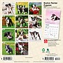 2027 BrownTrout Boston Terrier Puppies 7" x 7" Monthly Wall Calendar, Assorted Colors (9798330709939)~#|#~B480D0D3-7E63-499B-8DF2C4C4D724BEFE_sc7