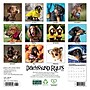 2026 Willow Creek Dachshund Rules 7" x 7" Monthly Wall Calendar (53546)~#|#~B559B320-5C9B-400C-BA9F3630F1667D55_sc7
