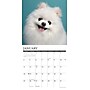 2026 Willow Creek Pomeranians 12" x 12" Monthly Wall Calendar (52426)~#|#~B56DB27D-CFEA-47E9-84D685964FBA97B2_sc7