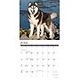 2026 Willow Creek Siberian Huskies 12" x 12" Monthly Wall Calendar (52792)~#|#~B57B785B-9CE1-4FBA-847F8818FC460384_sc7
