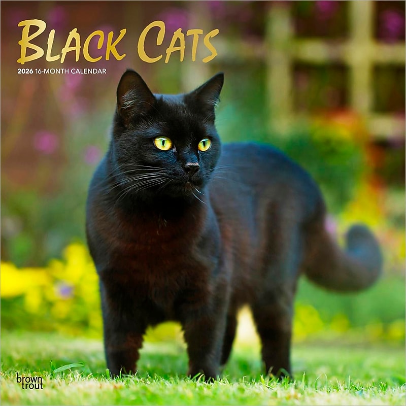 2026 BrownTrout Black Cats 12" x 12" Monthly Wall Calendar (9798330702480) image 1