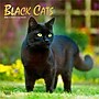 2026 BrownTrout Black Cats 12" x 12" Monthly Wall Calendar (9798330702480)~#|#~B600036D-3388-46ED-95F204E113BEF2DA_sc7