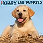 2027 Willow Creek Yellow Lab Puppies 12" x 12" Monthly Wall Calendar, Assorted Colors (63088)~#|#~B600E3A9-205C-425C-B9DEC65AB63F252B_sc7