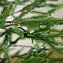 Nearly Natural 6-ft Pre-Lit Artificial Natural Fresh Cut Fir Christmas Tree (T4801)~#|#~B62CAFC3-79D5-4C05-9ED96B8809A04D96_sc7