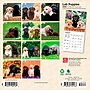 2026 BrownTrout Lab Puppies 7" x 7" Monthly Wall Calendar (9798330704163)~#|#~B6519EC4-DF2B-40C5-8C163FB570D45952_sc7