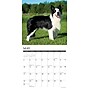 2026 Willow Creek Border Collies 12" x 12" Monthly Wall Calendar (50323)~#|#~B6712F5D-30E0-4D53-86FD5EE83DADE828_sc7