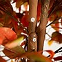 Nearly Natural 9' Autumn Ficus Artificial Fall Tree (T4768)~#|#~B6C33316-2AC3-4BA5-AEECD5CA9E4DFB03_sc7
