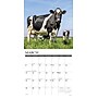 2026 Willow Creek Cows 12" x 12" Monthly Wall Calendar (50903)~#|#~B70EB19A-3138-4C2D-8FCD4EEE699745A0_sc7