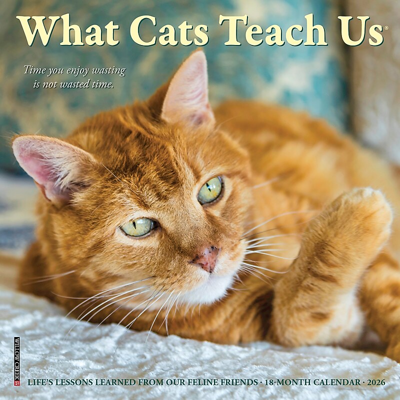2026 Willow Creek What Cats Teach Us 7" x 7" Monthly Wall Calendar (53829X) image 1