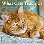 2026 Willow Creek What Cats Teach Us 7" x 7" Monthly Wall Calendar (53829X)~#|#~B715AFA4-416A-436D-A0B38D288423A1C9_sc7