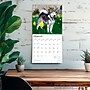 2026 BrownTrout Alaskan Malamutes 12" x 12" Monthly Wall Calendar (9798330702053)~#|#~B74A8DAE-7AB1-4CBE-A96C78872F50B61A_sc7