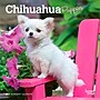 2027 BrownTrout Chihuahua Puppies 7" x 7" Monthly Wall Calendar, Assorted Colors (9798330709960)~#|#~B74D4255-DECA-4EDA-A563F321D10376BE_sc7