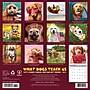 2026 Willow Creek What Dogs Teach Us 12" x 12" Monthly Wall Calendar (53164)~#|#~B75D2118-8B39-47C0-B1AA3467944926BA_sc7