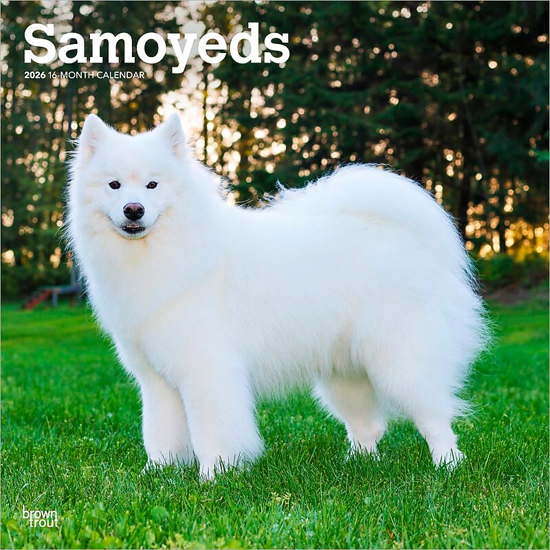 2026 BrownTrout Samoyeds 12" x 12" Monthly Wall Calendar (9798330705412) image 1