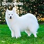 2026 BrownTrout Samoyeds 12" x 12" Monthly Wall Calendar (9798330705412)~#|#~B761780B-08E8-4A14-9B1245746D23C1B2_sc7