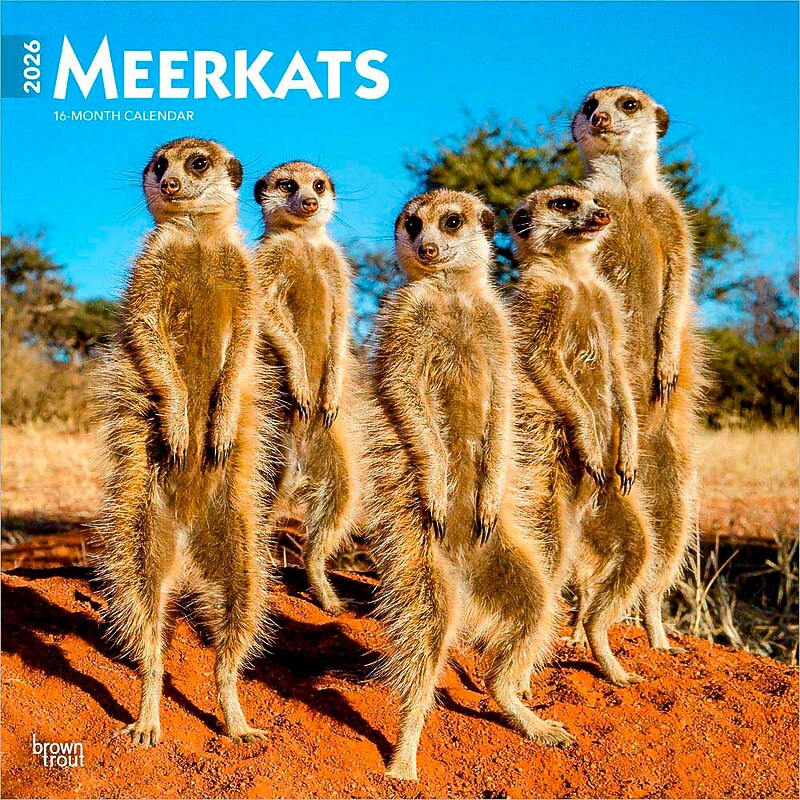 2026 BrownTrout Meerkats 12" x 12" Monthly Wall Calendar (9798330704545) image 1