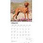 2026 BrownTrout Vizslas 12" x 12" Monthly Wall Calendar (9798330706167)~#|#~B7BAF4E4-926C-4CD8-B59BBBA214CC507C_sc7
