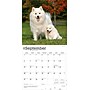 2026 BrownTrout Samoyeds 12" x 12" Monthly Wall Calendar (9798330705412)~#|#~B7D65D4D-70A7-4AD6-BAA1DE158790A6D7_sc7