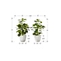 Monarch Specialties Inc. 14" Artificial Ficus Elastica Plant in Pot, 2/Set (I 9557)~#|#~B8527514-1FE6-48BF-B391322E06D1CCD5_sc7