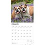 2026 BrownTrout Bulldogs 12" x 12" Monthly Wall Calendar (9798330703210)~#|#~B8807D4C-0FA4-4E32-AEA8B7658D988081_sc7