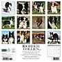 2026 Willow Creek Border Collies 12" x 12" Monthly Wall Calendar (50323)~#|#~B8A48AAB-7D29-45A8-9E861145AD5F9772_sc7