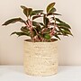 Household Essentials Round Handwoven Corn Leaf Basket, Natural (HE1165)~#|#~B8DC89F6-5274-4698-B6FD4A54186096A0_sc7