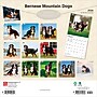 2026 BrownTrout Bernese Mountain Dogs 12" x 12" Monthly Wall Calendar (9798330702398)~#|#~B8F017C9-7702-4645-B827577DEF737398_sc7