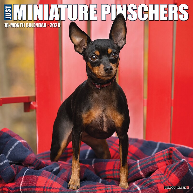 2026 Willow Creek Miniature Pinschers 12" x 12" Monthly Wall Calendar (51931) image 1