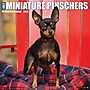 2026 Willow Creek Miniature Pinschers 12" x 12" Monthly Wall Calendar (51931)~#|#~B90FD388-DC42-41EA-B4D2A8D4BBB235E6_sc7