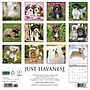 2026 Willow Creek Havanese 12" x 12" Monthly Wall Calendar (51443)~#|#~B94CAE06-533F-4A83-A3700D1ED53D125F_sc7
