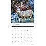 2027 Willow Creek Mule Deer 2027 12" x 12" Wall Calendar 12" x 12" Monthly Wall Calendar, Assorted Colors (61350)~#|#~B976360E-D490-41D8-891A0339352459CF_sc7