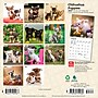 2027 BrownTrout Chihuahua Puppies 7" x 7" Monthly Wall Calendar, Assorted Colors (9798330709960)~#|#~B98E6E42-E977-47BB-B41BD461615EB1FA_sc7