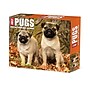 2026 Willow Creek Just Pugs 6.2" x 5.4" Day-to-Day Calendar (54376)~#|#~B9A34BC3-0136-47BF-874636FC5E0FDB8D_sc7
